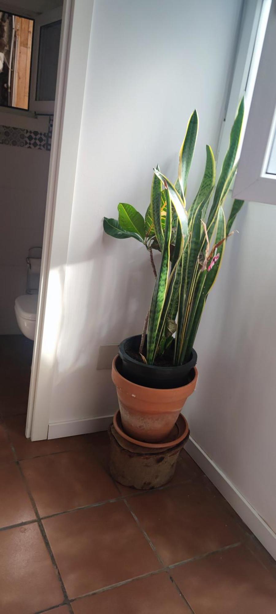 Appartement Casa El Drago-Tafira Baja à Las Palmas de Gran Canaria Extérieur photo
