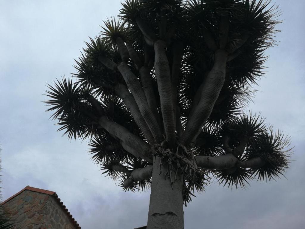 Appartement Casa El Drago-Tafira Baja à Las Palmas de Gran Canaria Extérieur photo